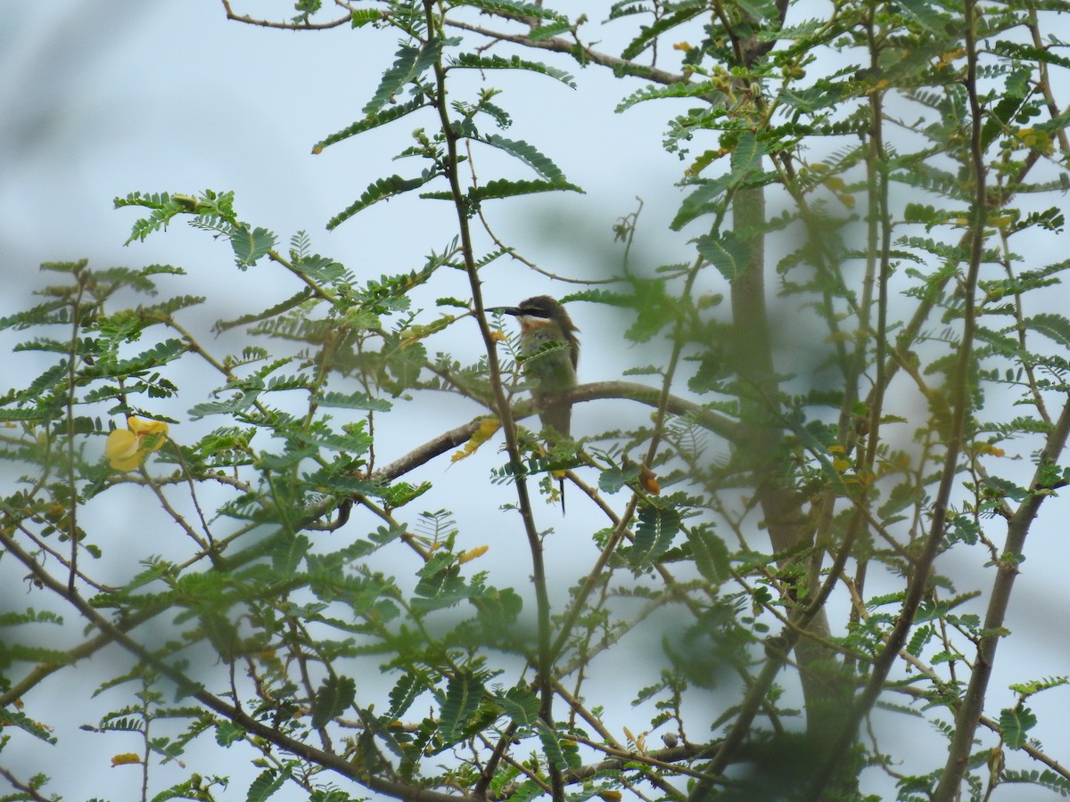 Madagascar Bee-eater - ML109198391