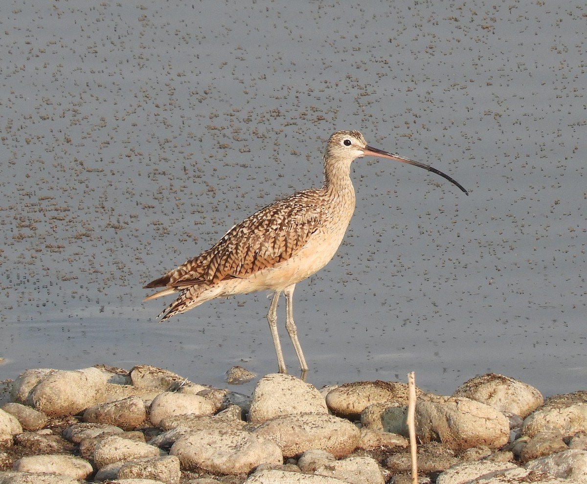 Long-billed Curlew - Sue Riffe