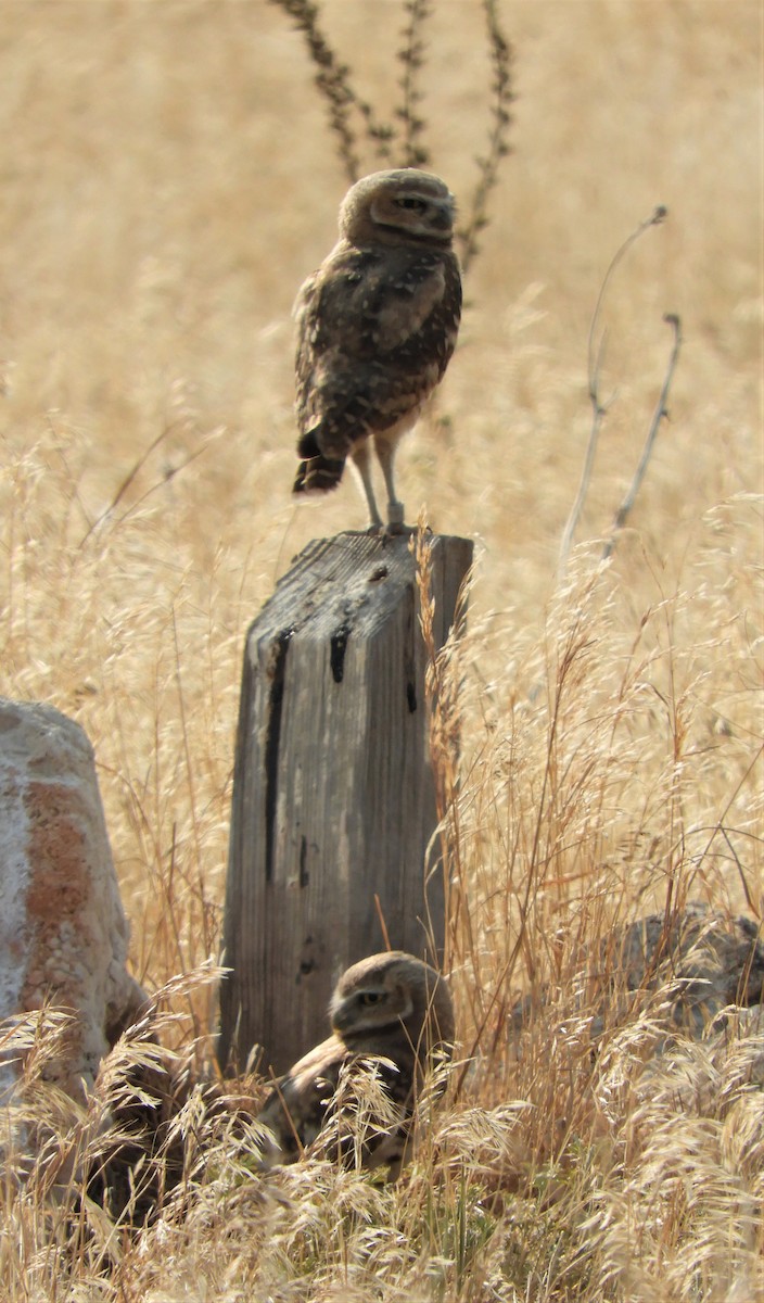 Burrowing Owl (Western) - Sue Riffe