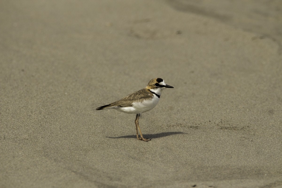 Collared Plover - ML109202911