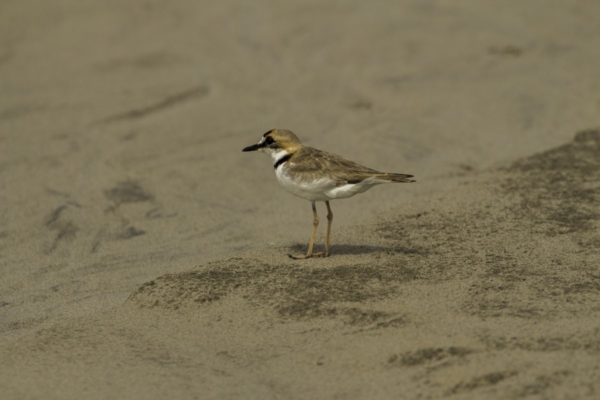 Collared Plover - ML109202941