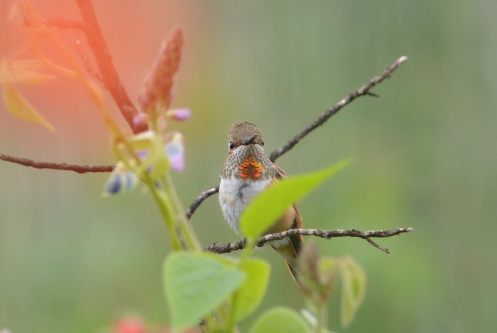 Rufous Hummingbird - ML109204311