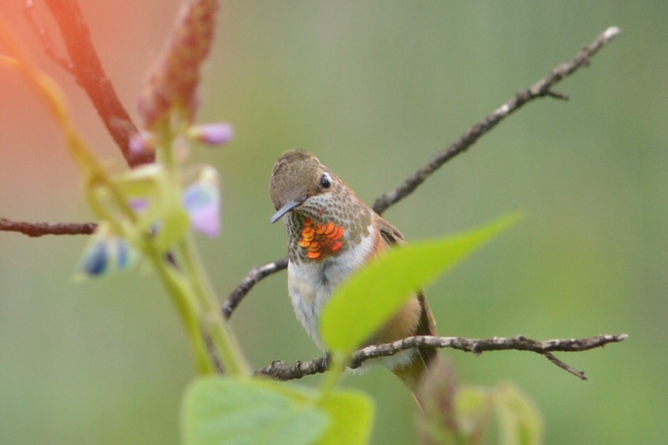 Rufous Hummingbird - Andrea Juárez Sandoval