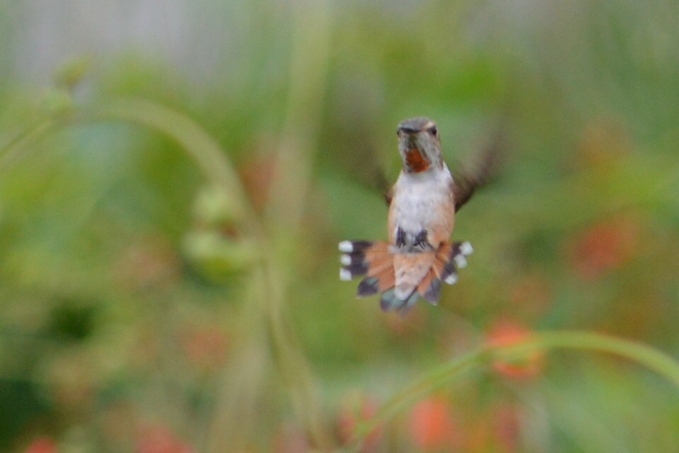 Rufous Hummingbird - ML109204451