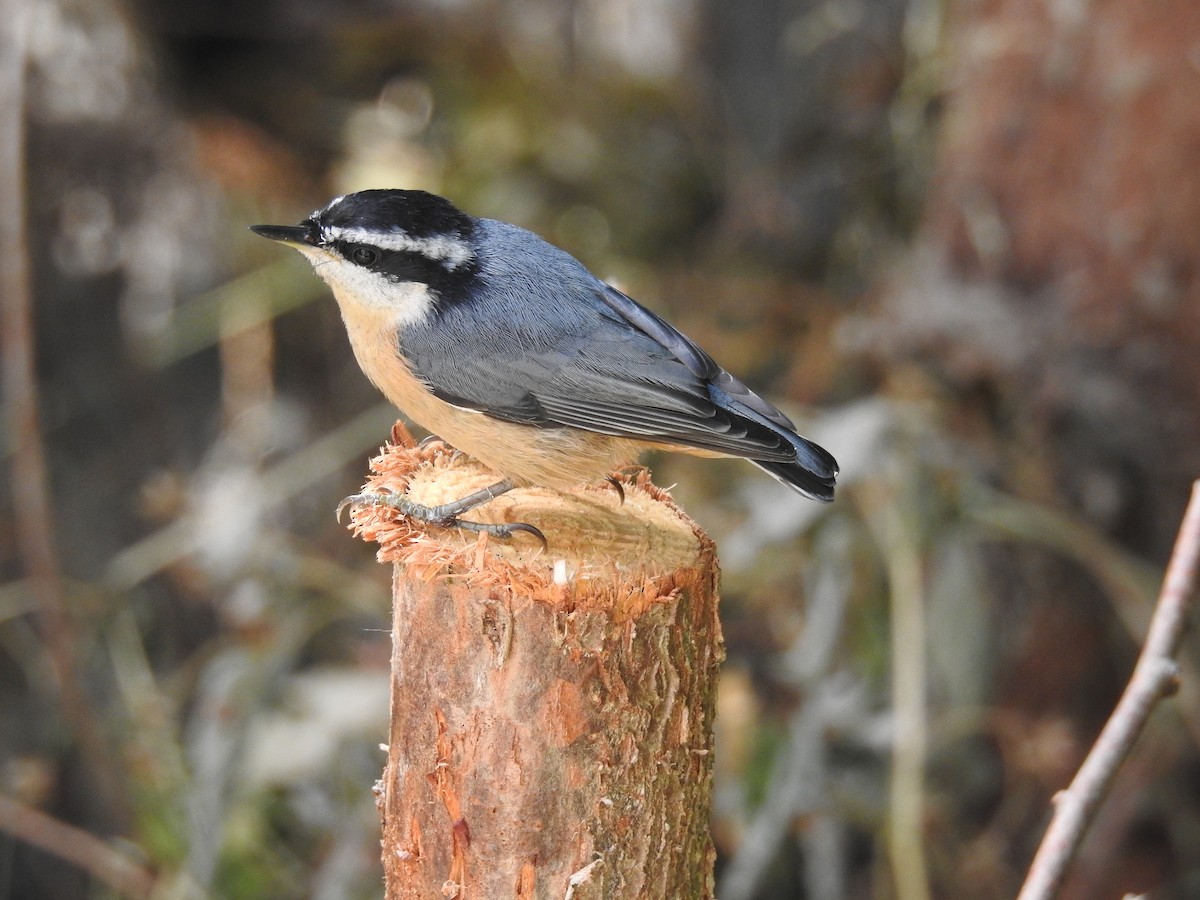 Red-breasted Nuthatch - ML109204861