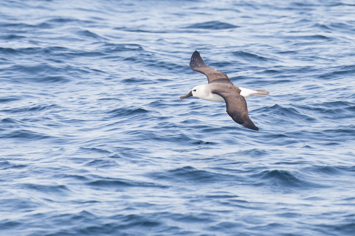 Atlantic Yellow-nosed Albatross - Norton Santos