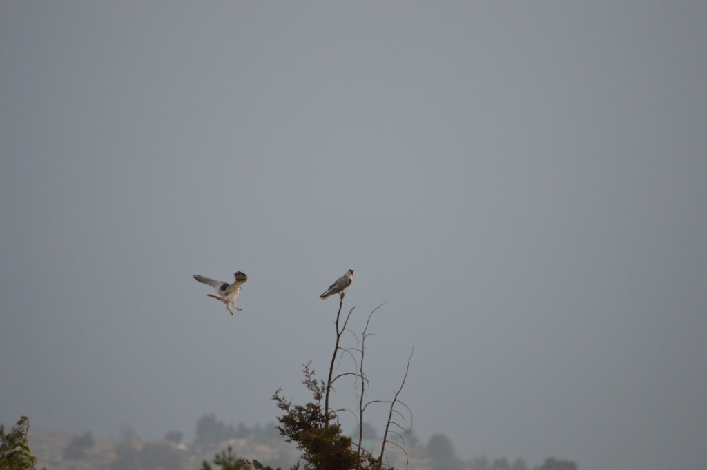 White-tailed Kite - ML109207671