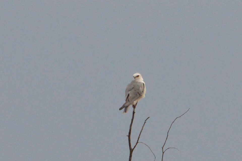 White-tailed Kite - ML109207701