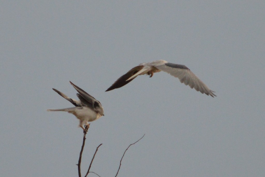 White-tailed Kite - ML109207711