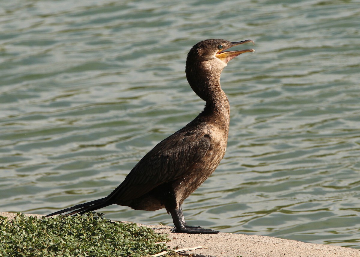 Neotropic Cormorant - Mark  Brown