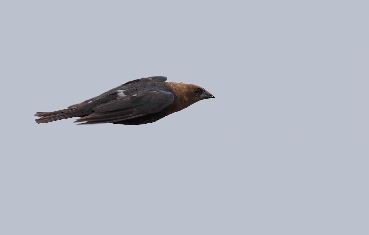 Brown-headed Cowbird - ML109212181