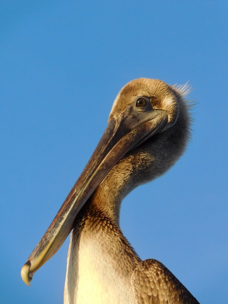 pelikán hnědý - ML109216201