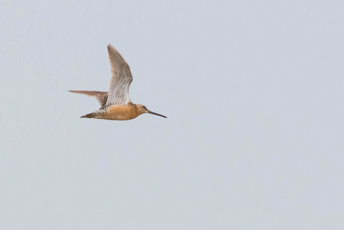Long-billed Dowitcher - ML109216261