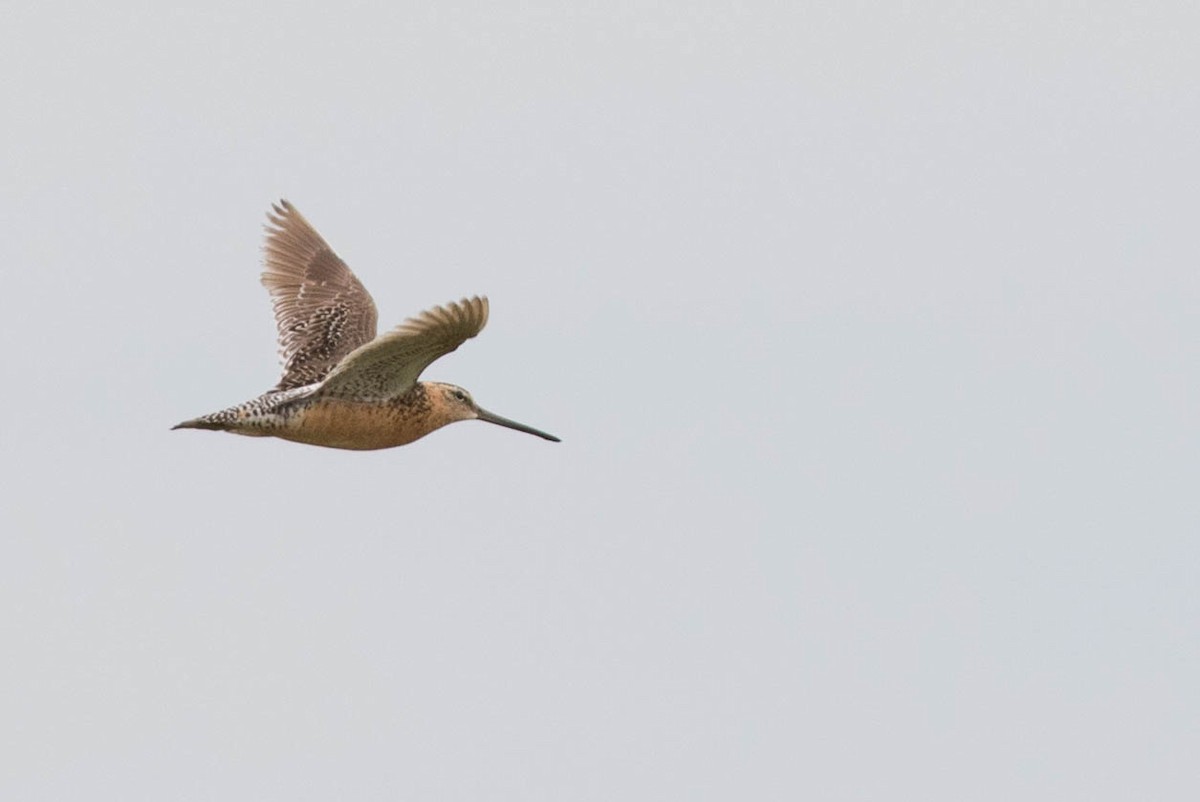 Long-billed Dowitcher - ML109216271