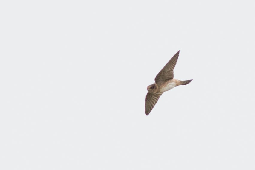 Cave Swallow - ML109216521