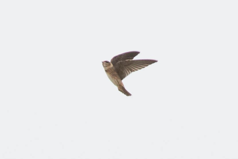 Cave Swallow - ML109216531