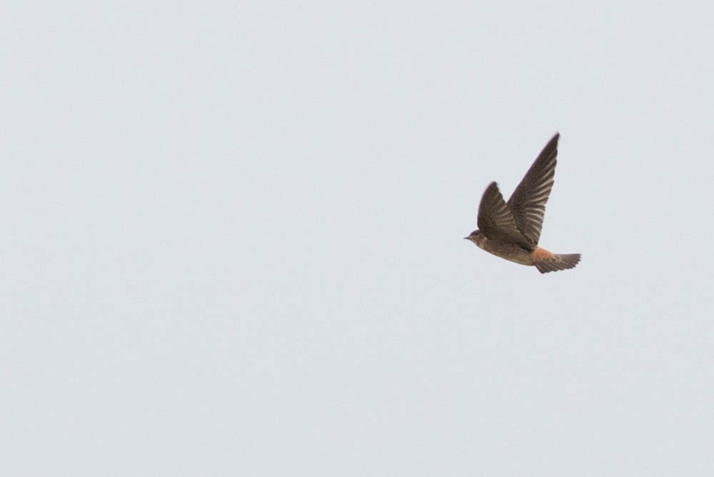 Cave Swallow - ML109216571