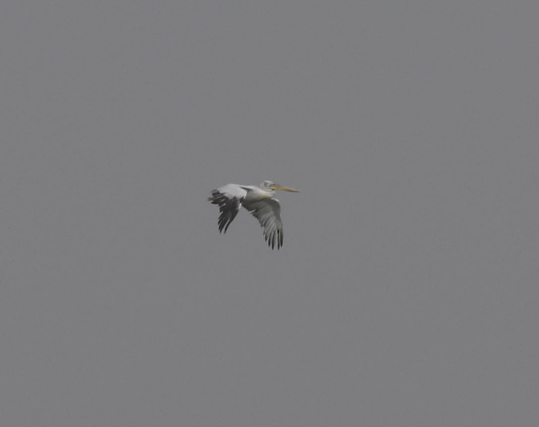 pelikán kadeřavý - ML109216781