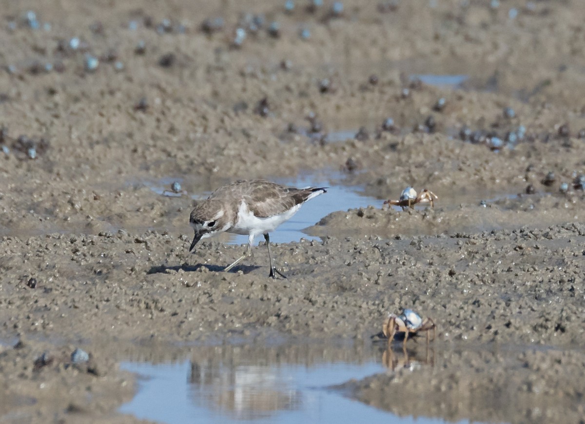 Double-banded Plover - ML109217321