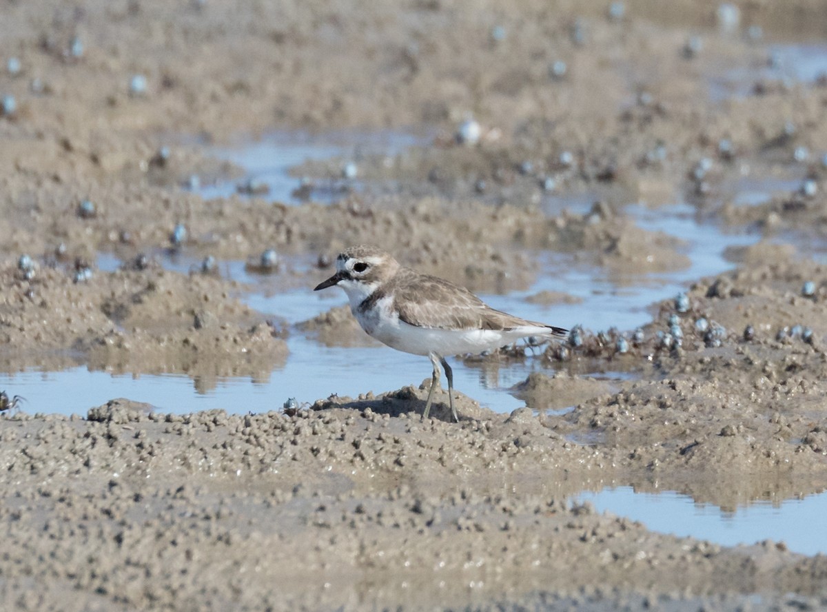 Double-banded Plover - ML109217331