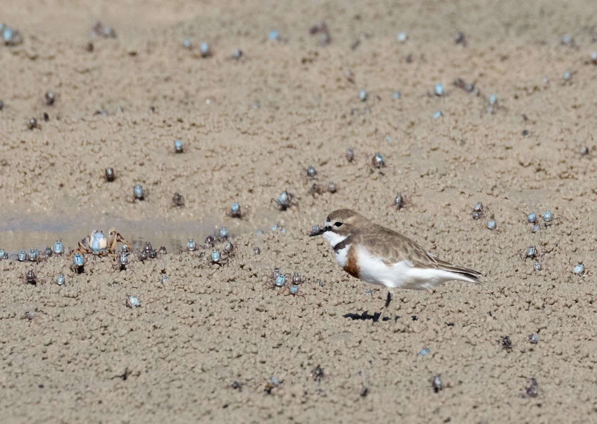Double-banded Plover - ML109217341