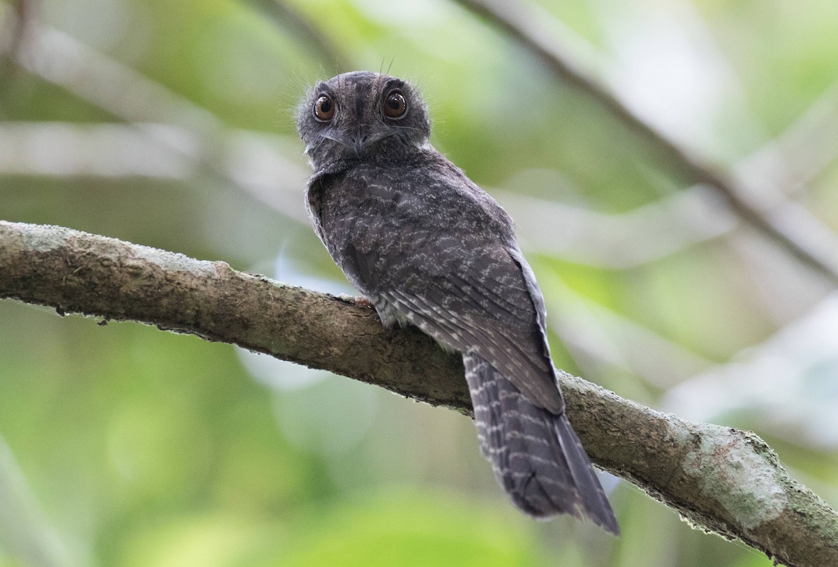 Barred Owlet-nightjar - ML109218681