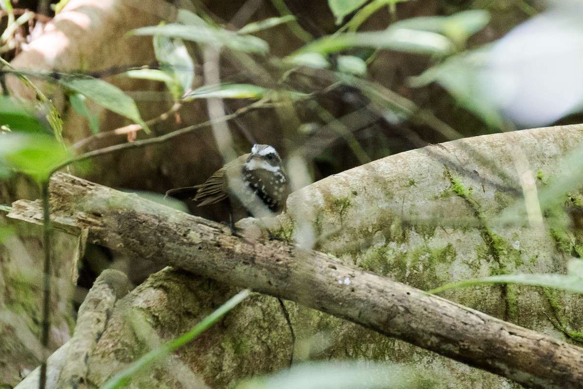 Sooty Thicket-Fantail - Chris Barnes
