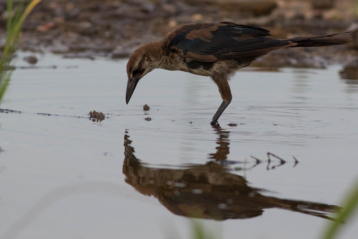 Boat-tailed Grackle - ML109221281