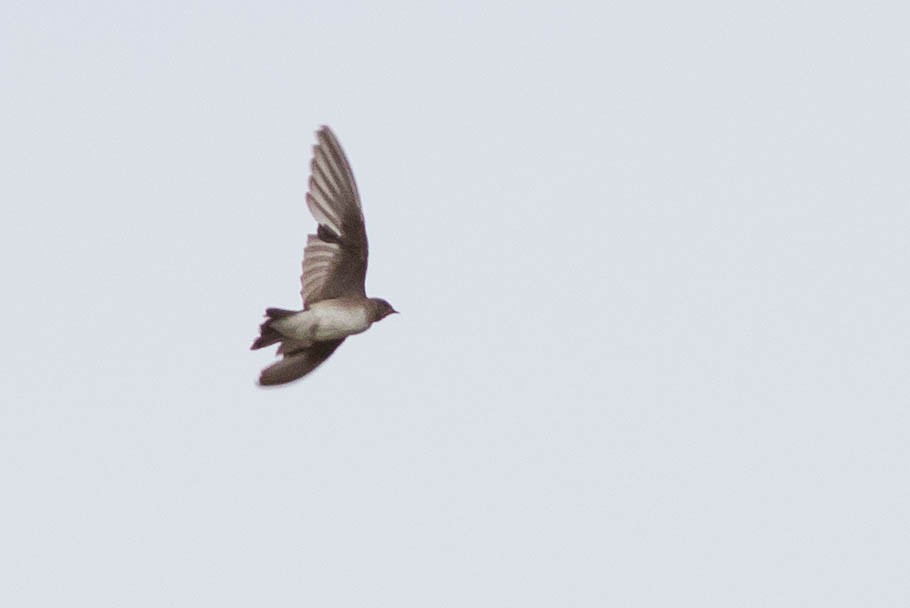 Northern Rough-winged Swallow - ML109221381
