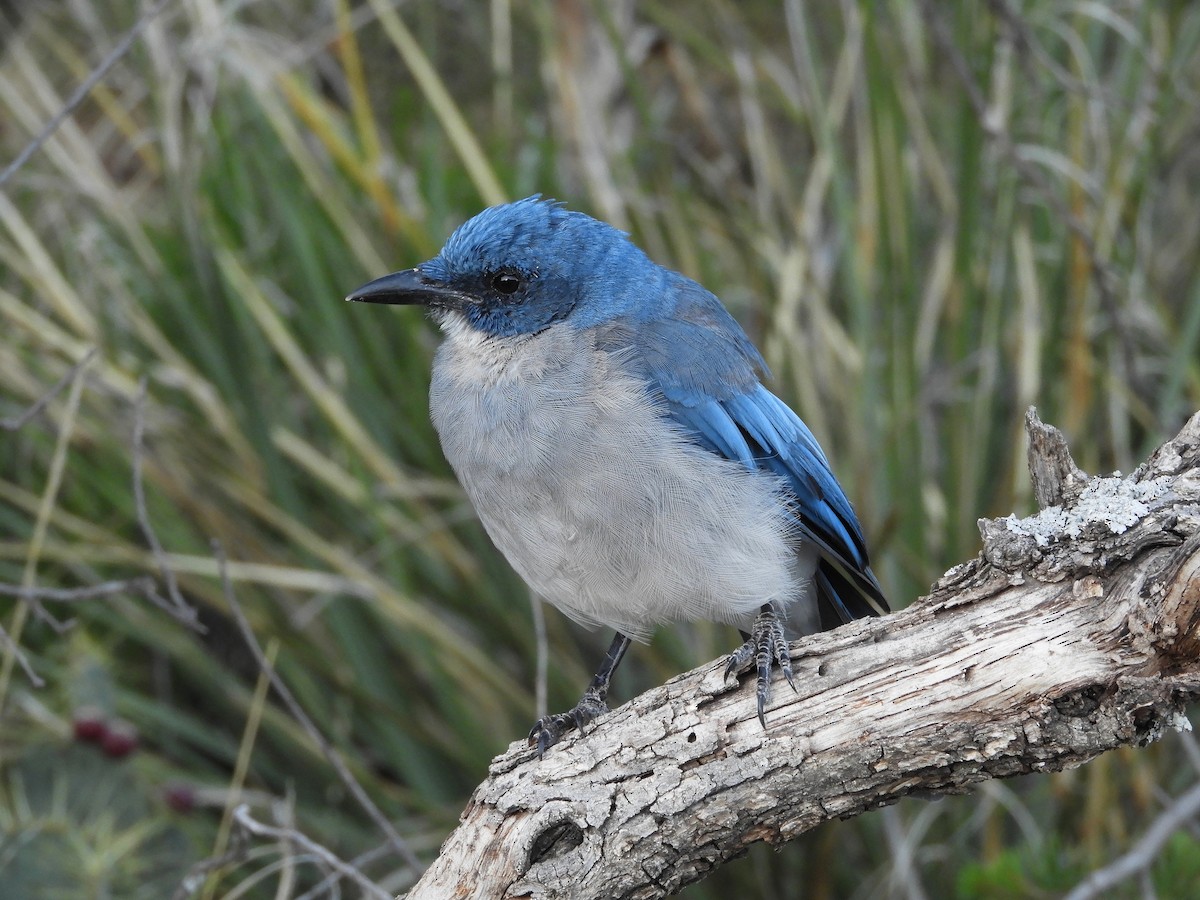 Mexican Jay - ML109223521