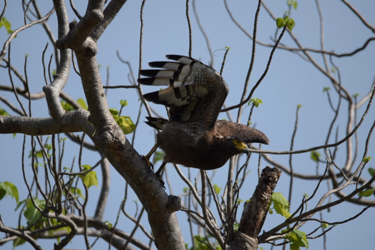 Crested Serpent-Eagle - ML109224061