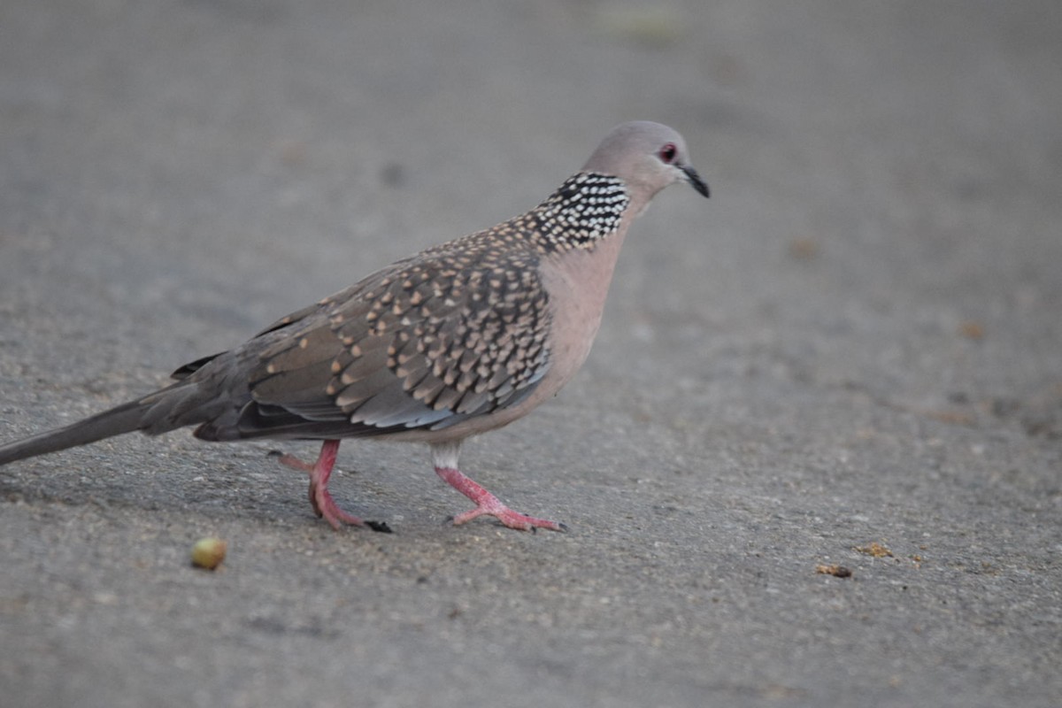 Spotted Dove - ML109224101
