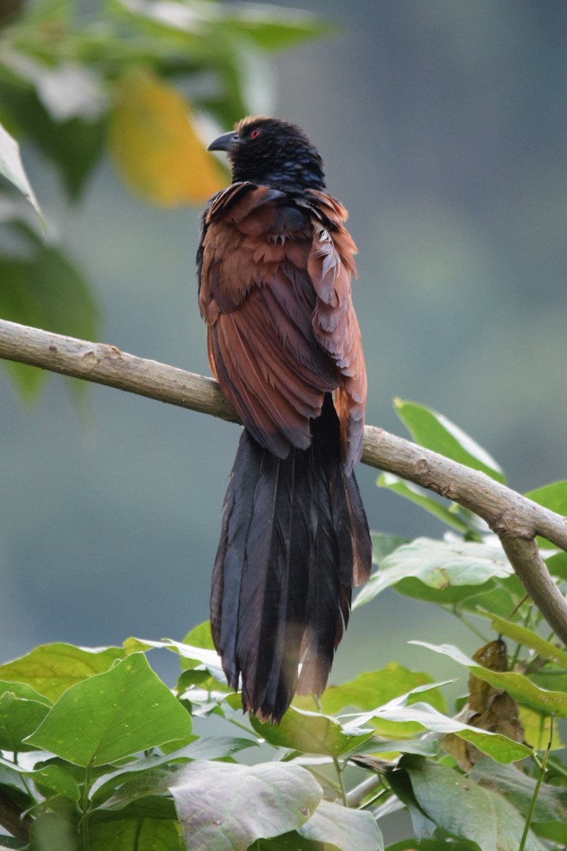 Greater Coucal - ML109224191