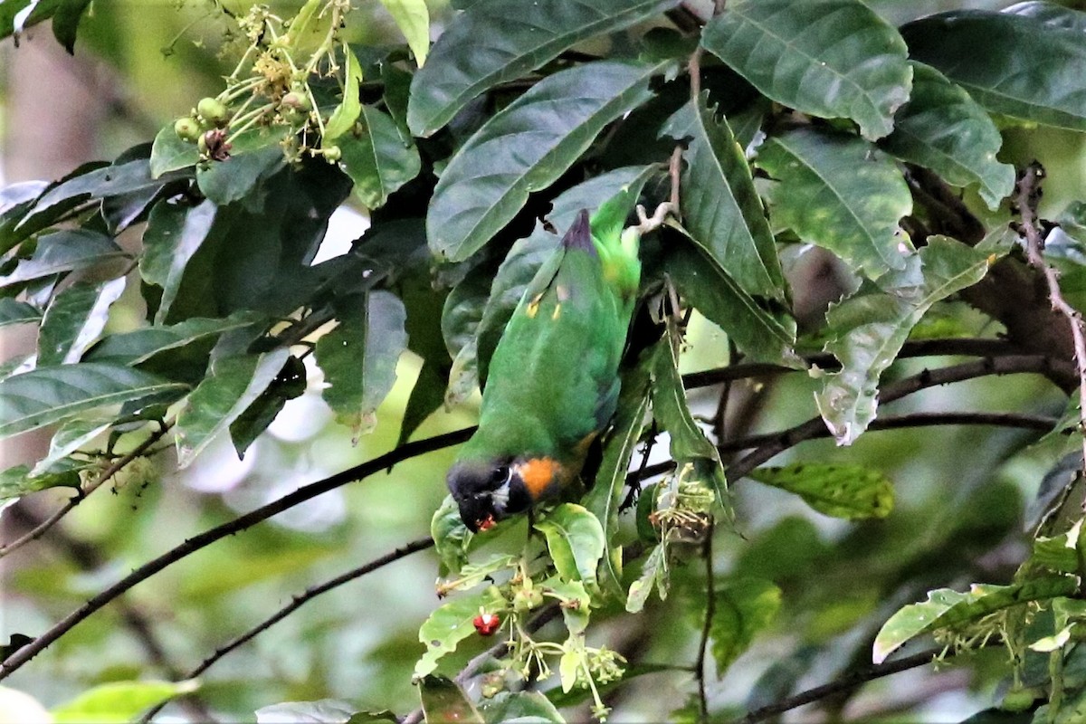 Dusky-cheeked Fig-Parrot - ML109224261
