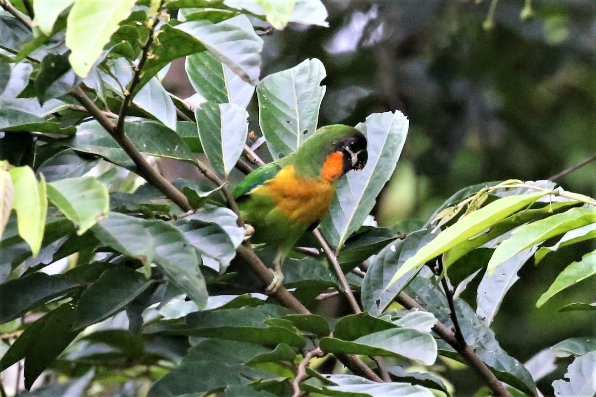 Dusky-cheeked Fig-Parrot - ML109224291