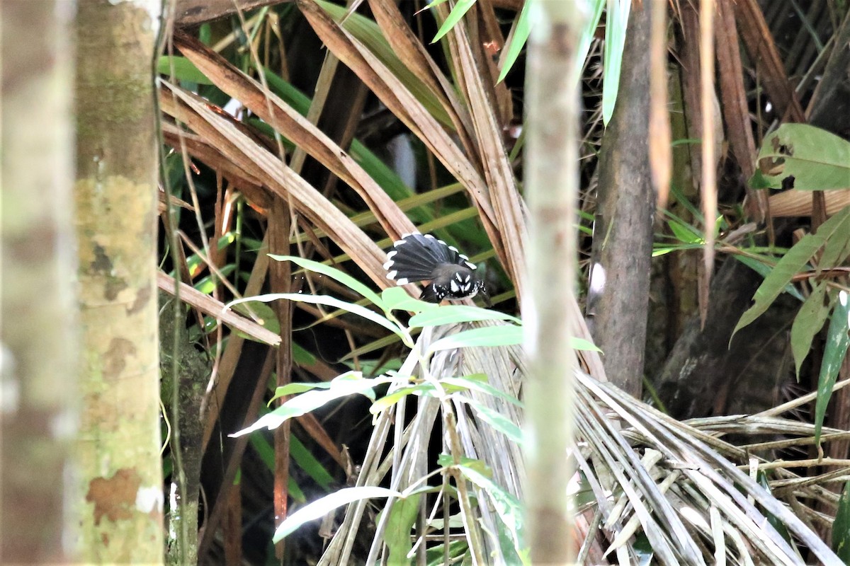 White-bellied Thicket-Fantail - ML109224391