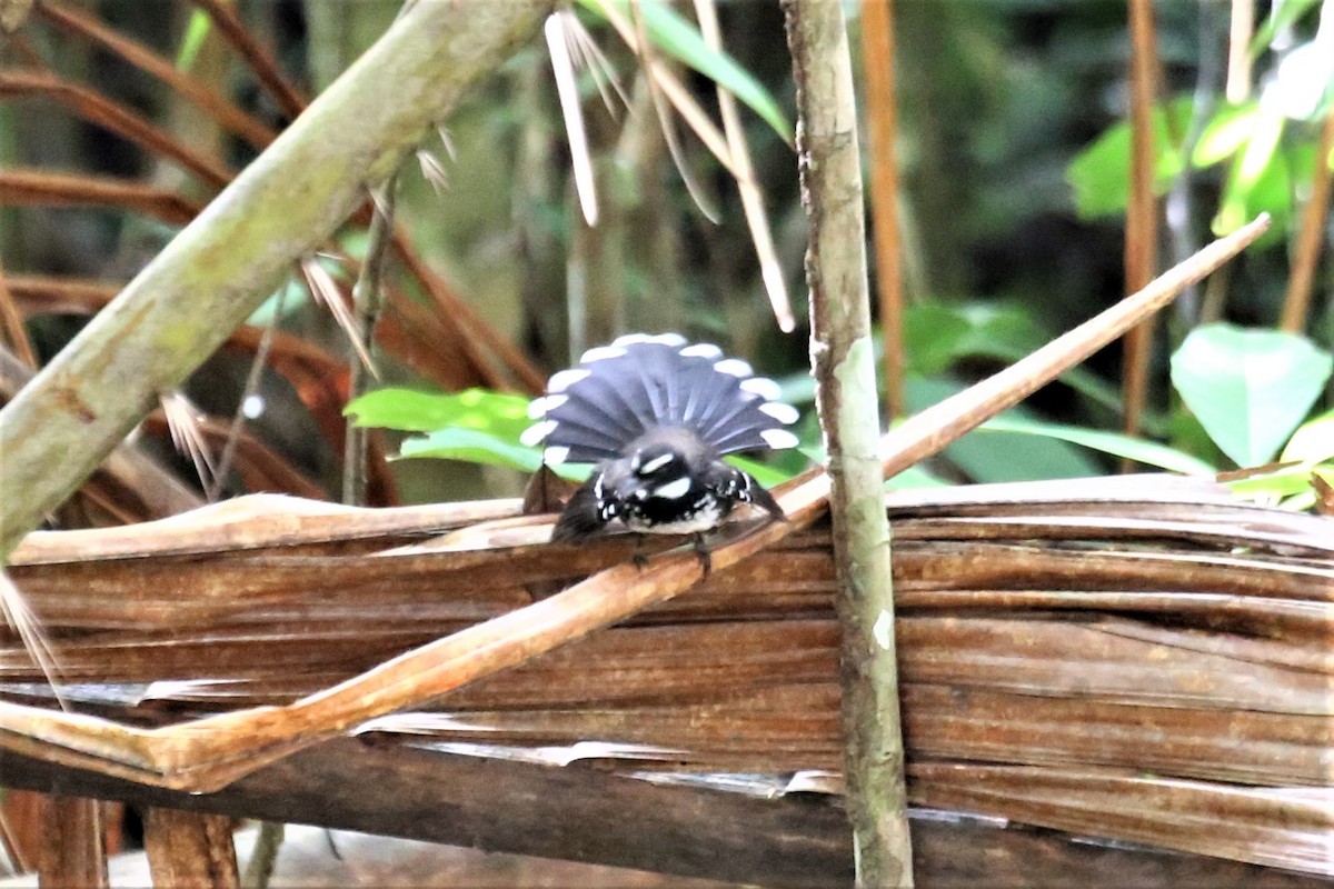 White-bellied Thicket-Fantail - ML109224401