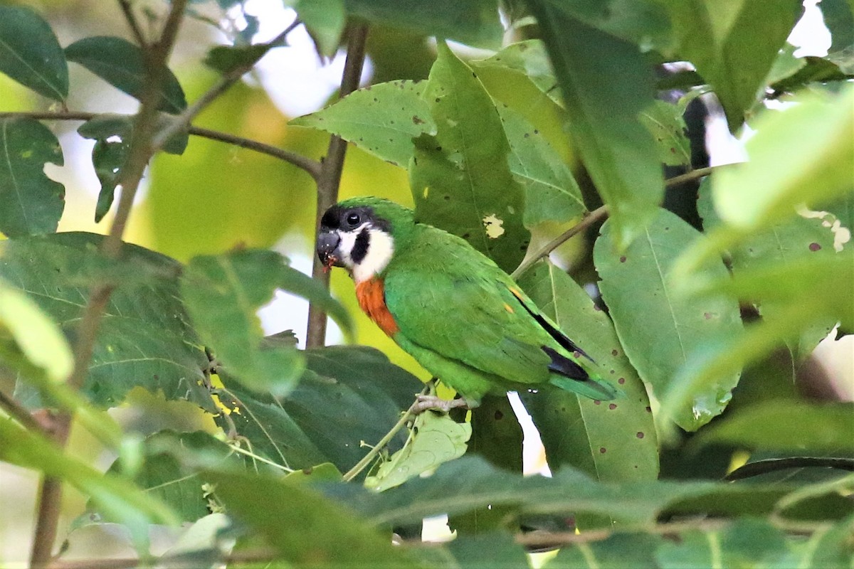 Dusky-cheeked Fig-Parrot - ML109224631