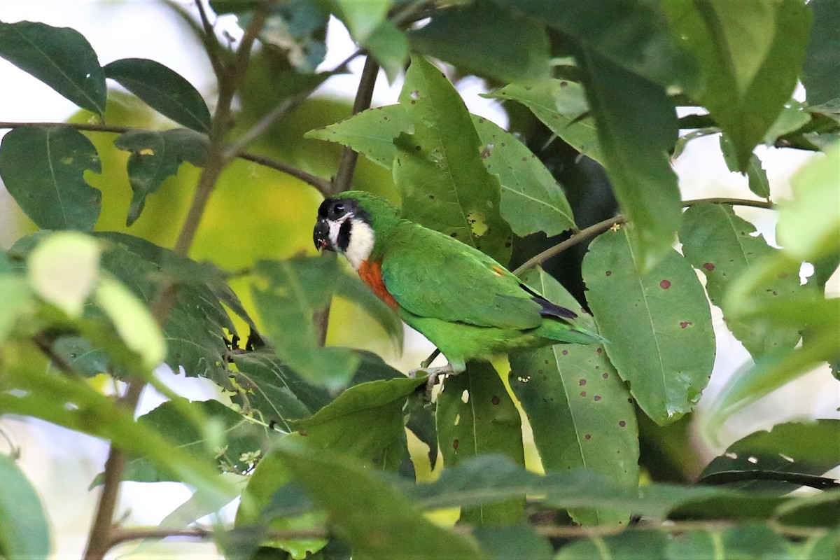 Dusky-cheeked Fig-Parrot - Charles Davies