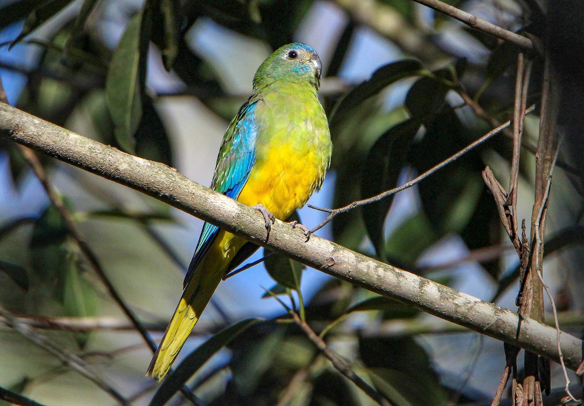 Turquoise Parrot - ML109225541