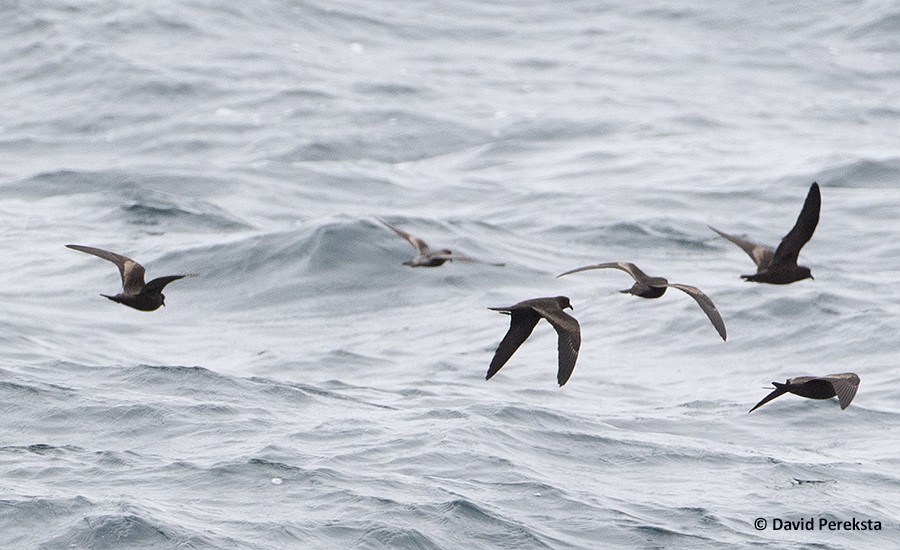Fork-tailed Storm-Petrel - ML109225941