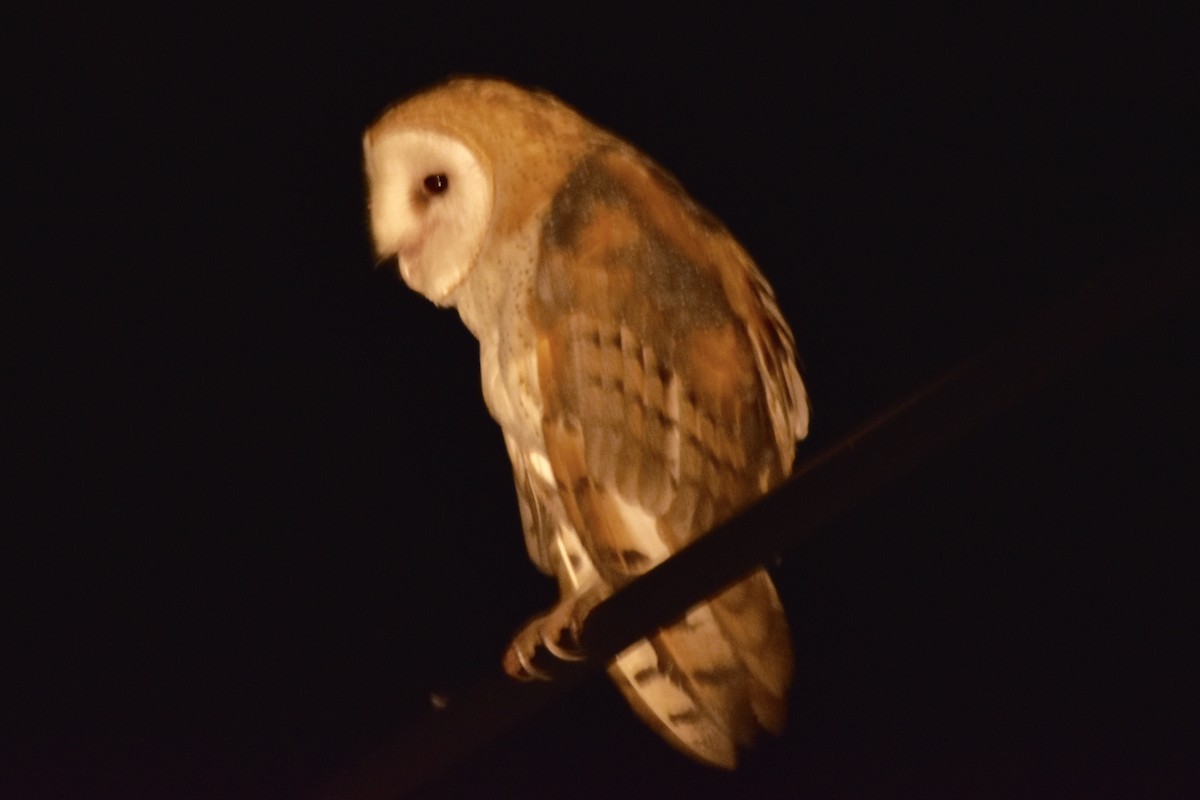 Barn Owl - Too Fly