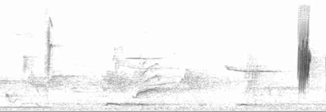 nordtaggsvale (serripennis gr.) - ML109230