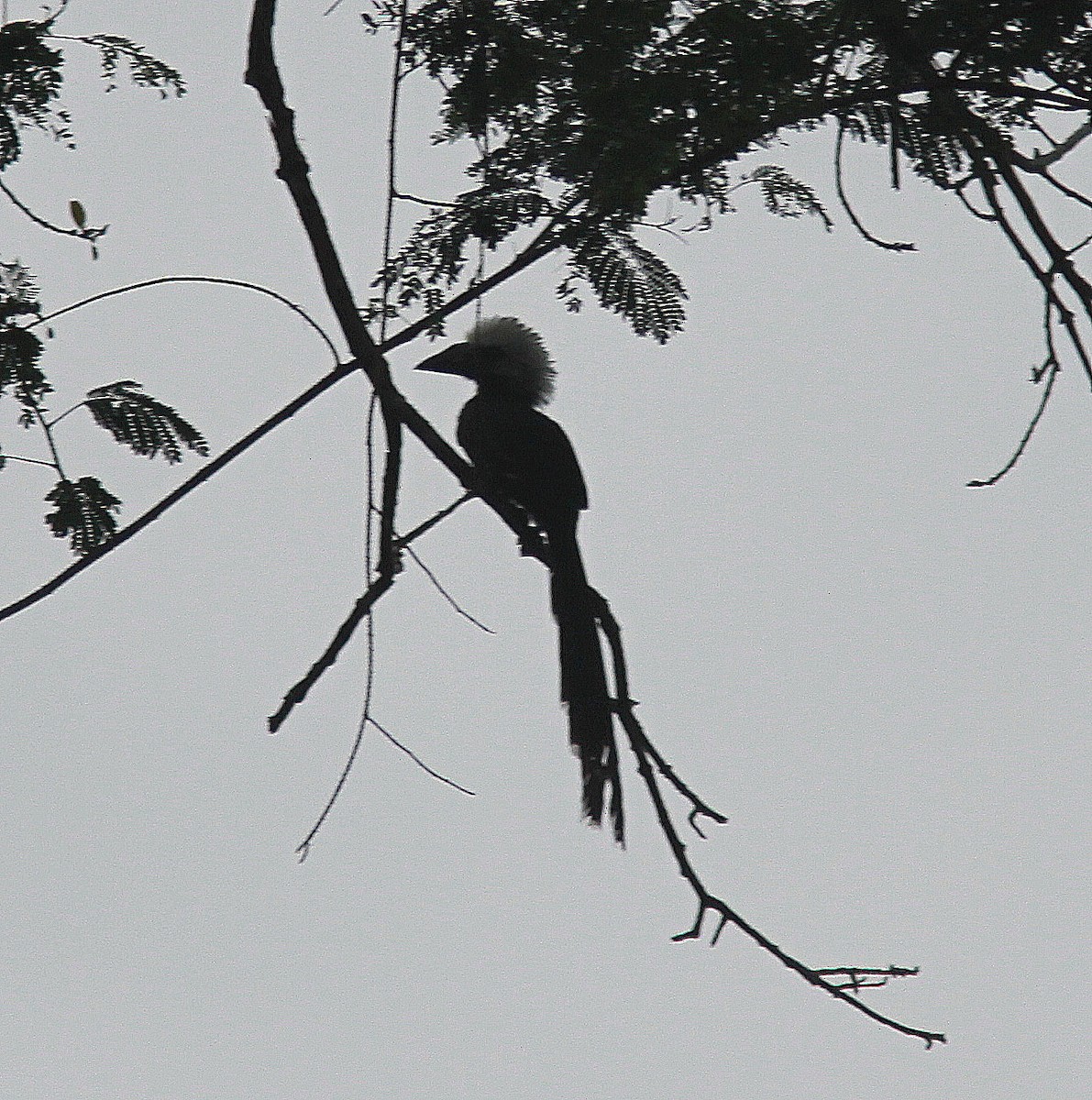 Western Long-tailed Hornbill - Guy Poisson