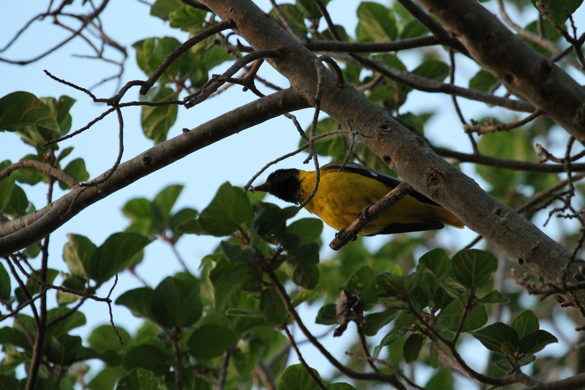 African Black-headed Oriole - Kyle Gage
