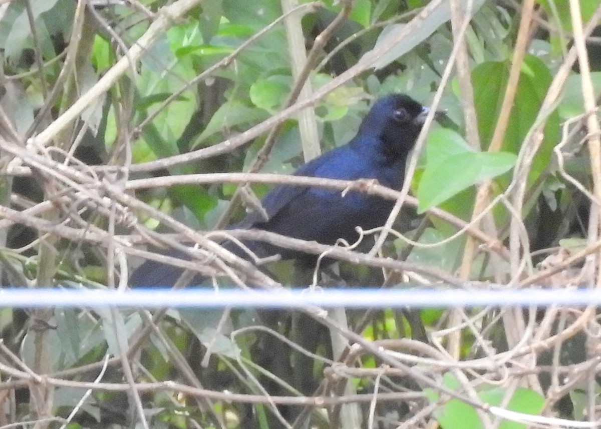 Ruby-crowned Tanager - ML109235621
