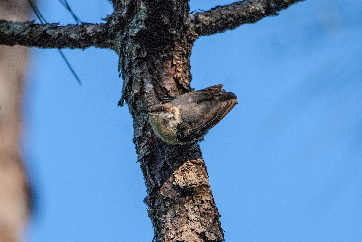 Brown-headed Nuthatch - ML109236101