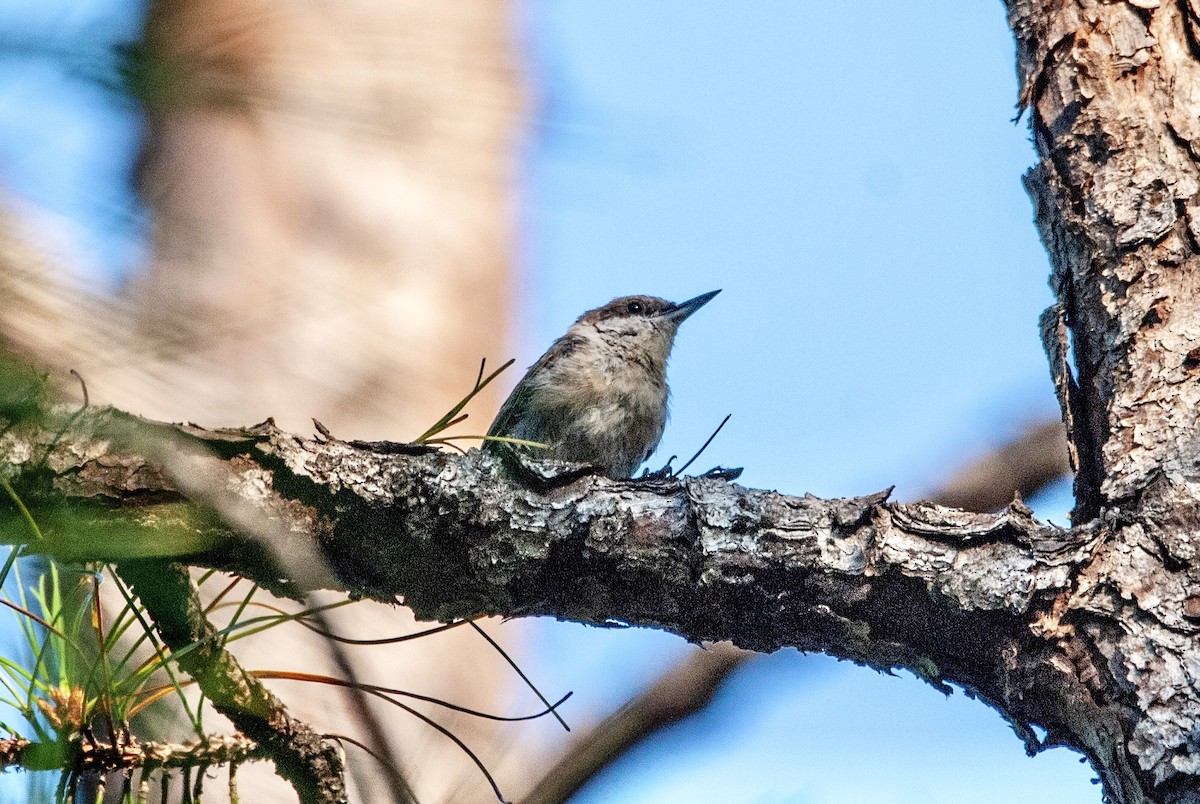 Brown-headed Nuthatch - ML109236111