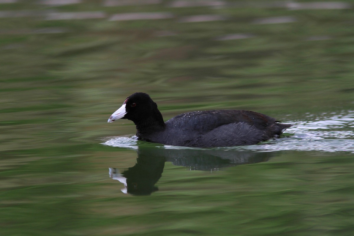 American Coot - Guy Poisson