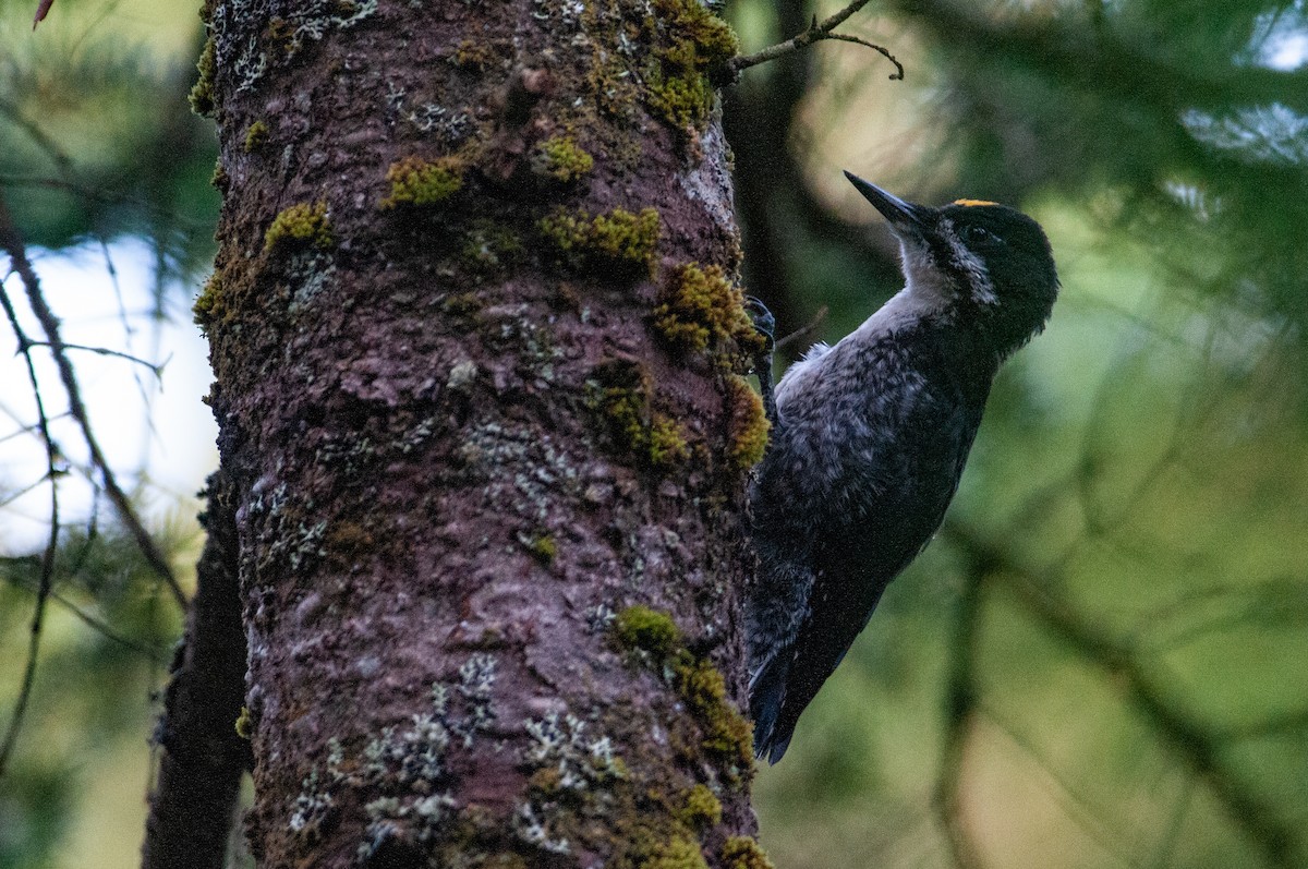 Black-backed Woodpecker - Stephen Davies
